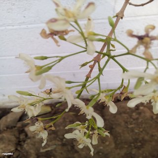 WRIGHTIA TINCTORIA FLOWER வெப்பாலை பூ