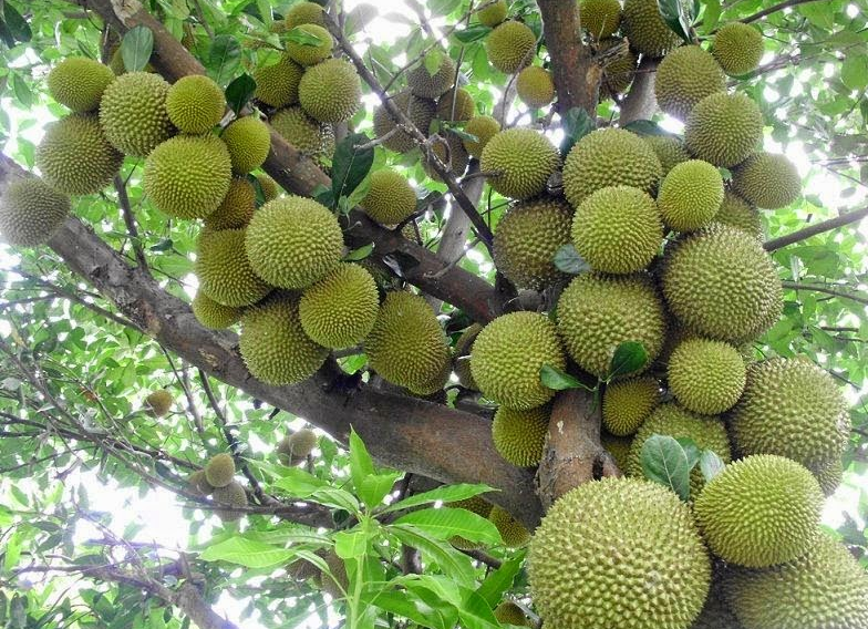 Klasifikasi Durian  Klasifikasi Tanaman