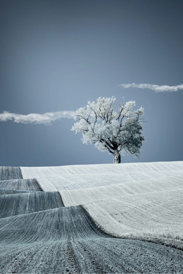 Free Iphone Wallpapers Hd Awesome Snow Winter Tree Iphone Wallpapers Hd