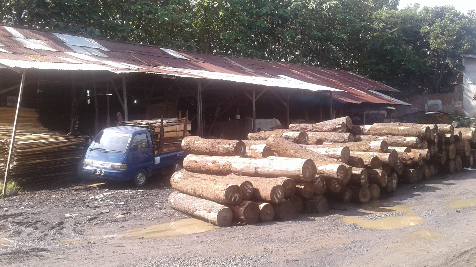 JUAL KAYU PINUS - UD. KARYA MANDIRI