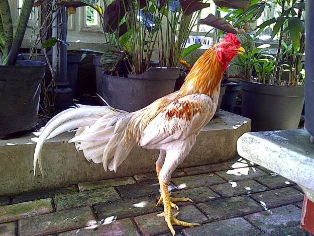Gambar Mengenal Ayam  Bangkok  Blorok Madu Berbagai Macam  