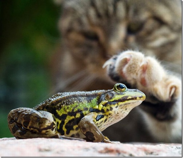 As melhores fotos de animais de 2010 (6)