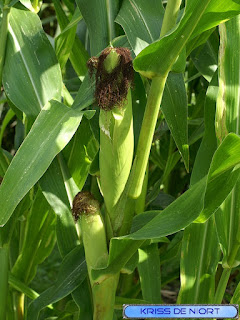 Maïs - Blé d'Inde - Zea mays