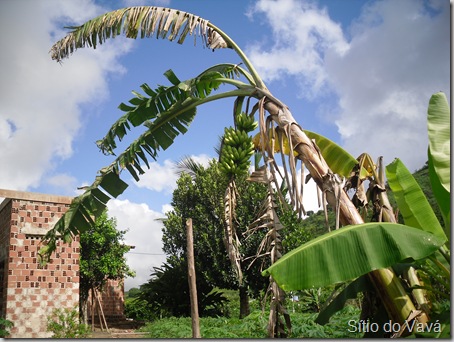 banana maçã