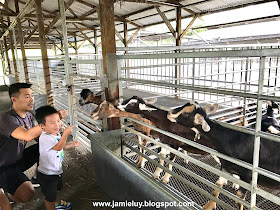 Hay Dairies Goat Feeding