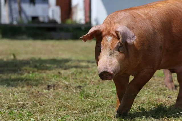 DUROC PIG BREED ALL YOU NEED TO KNOW: INTRODUCTION AND CHARACTERISTICS