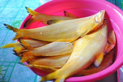 Umai Ikan Pirang Masin