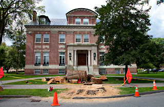 A photograph of the spot where the elm was, now cut down.