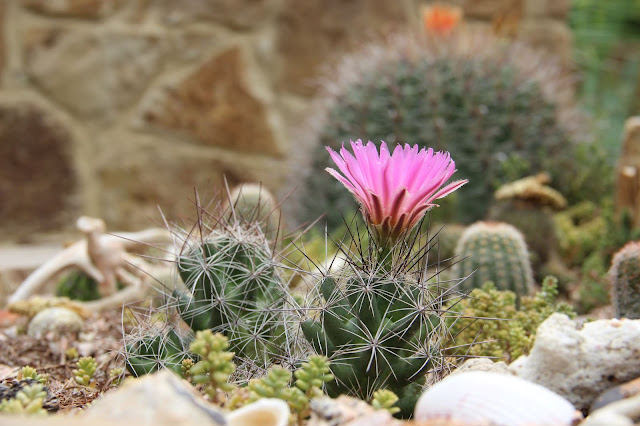 Coryphantha macromeris