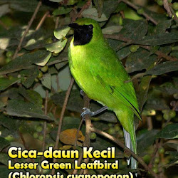 Cica Daun Kecil
