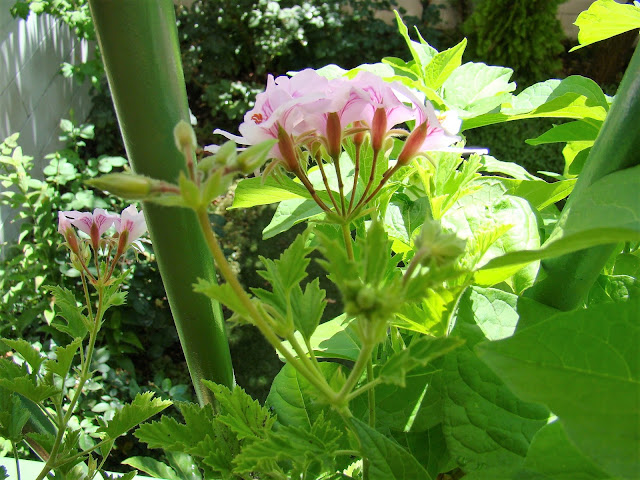 Geranio citronela (Pelargonium citronellum J. JA Van der Walt).