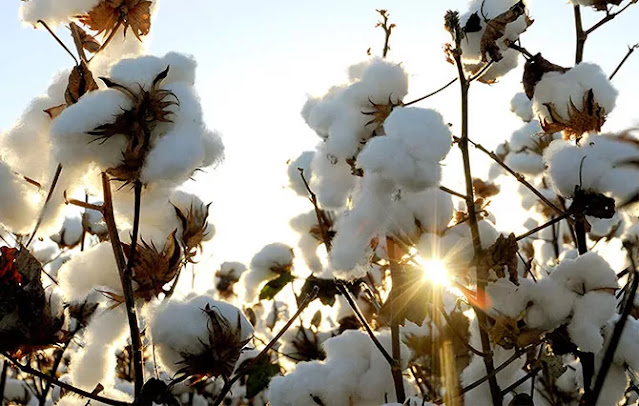 the gujarat bajar samachar reports of declining cotton crop cultivation agriculture in India cotton apmc price all the states led to a rise the gujarat bajar samachar reports of declining cotton crop cultivation agriculture in India cotton apmc price all the states led to a rise