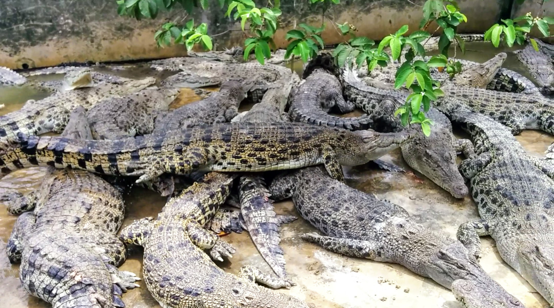 Wisata Murah Taman Buaya Kota Medan Batikimono