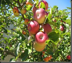 eat apple to weight loss