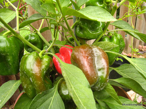 Green and Red Capsicum / Bell Pepper growing in container