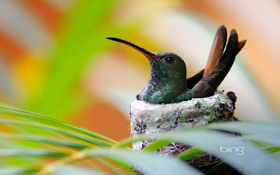 Las mejores imágenes de Bing