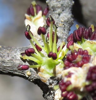 Forestiera shrevei, Desert Olive