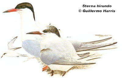 Gaviotín golondrina Sterna hirundo