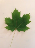 Norway Maple Leaf