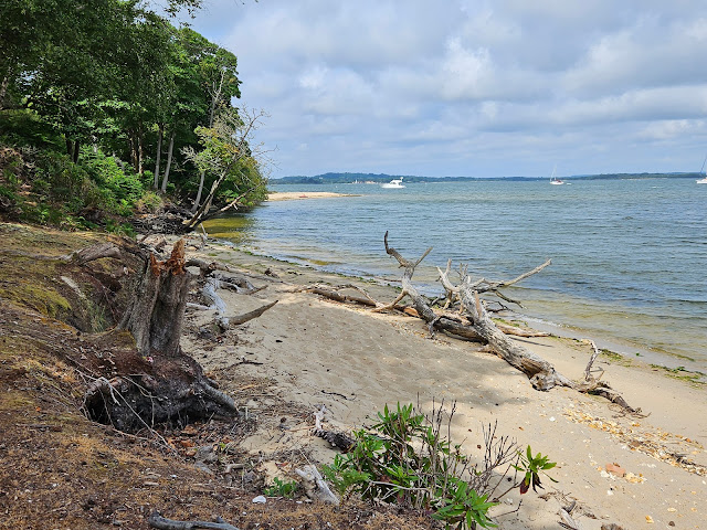 Image of small sandy beach with bleached tree stumps. Lush trees edge the beach and there are some small boats in the sea