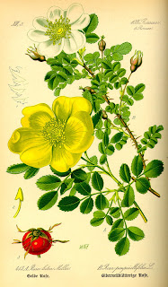 Rosa pimpinellifolia (Thomé)
