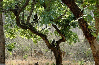 Monkeys on the Kabini River