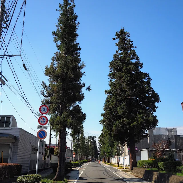 中山道　杉並木