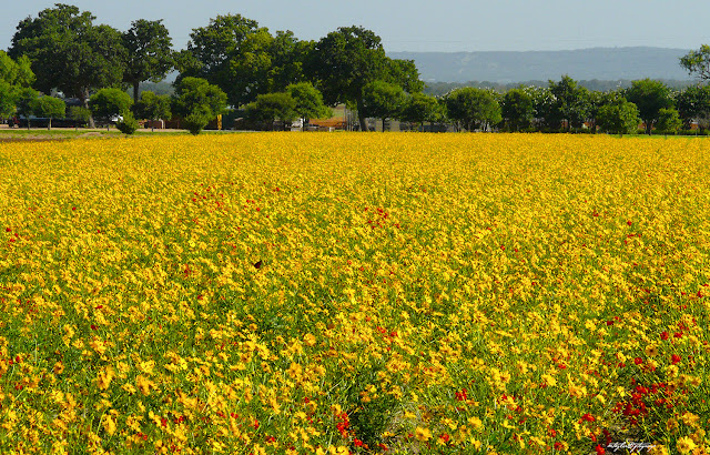 A field of Cosmos...vibrant, rich golden ... this is the REAL Treasure!