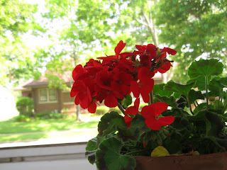 Summer Geraniums