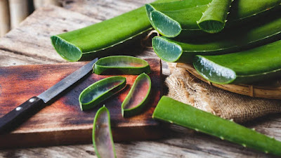 some aloe vera leaves are lying on the table