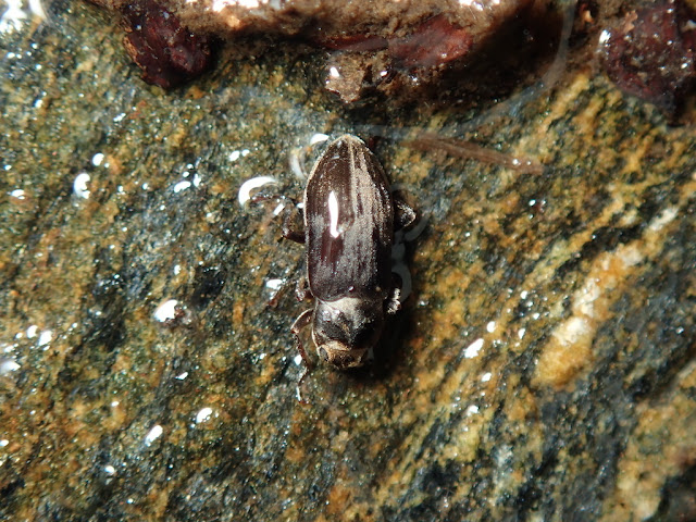 Pomatinus substriatus