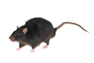 10 Fakta Menarik Tentang Tikus [ www.BlogApaAja.com ]