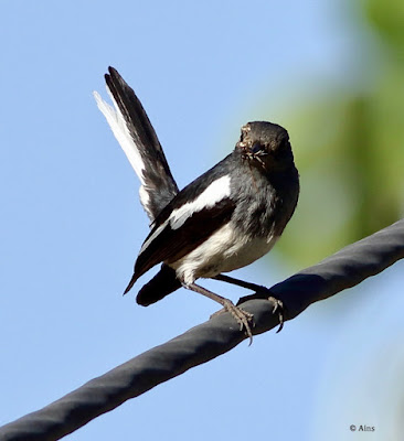 Oriental Magpie-Robin -