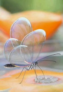 A foto mostra em fundo laranja e verde desfocado, uma borboleta pousada em uma superfície amarelada e plana, sorvendo um pingo d’água ampliado. As quatro asas voltadas para cima, tocam-se levemente como translúcidos e pequenos balões, finas e transparentes como bolhas de sabão deixam transparecer a delicadíssima estrutura interna que as sustentam, apoiadas sobre o fino corpo cinza e cônico refletem-se em arco-íris.