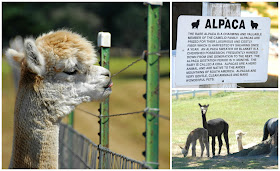 things to do on San Juan Island, visit alpaca farm