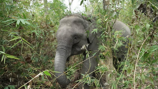 mae rim elephant home, maerim elephant home, mae rim elephant camp, maerim elephant camp, maerim elephant chiang mai, mae rim elephant chiang mai