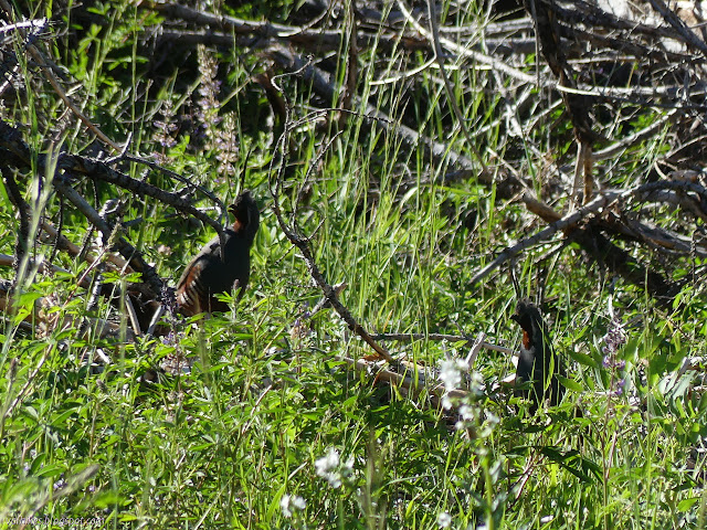 mountain quail