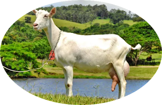 Kambing Saanen