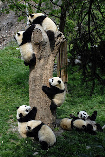 Frolic Panda, we are good friends.