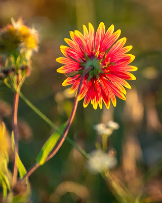 Indian Blanket, The Flower Mound