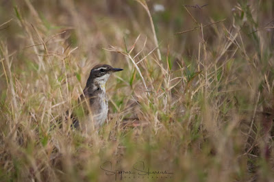 Eastern-Yellow-Wagtail-Motacilla-tschutschensis