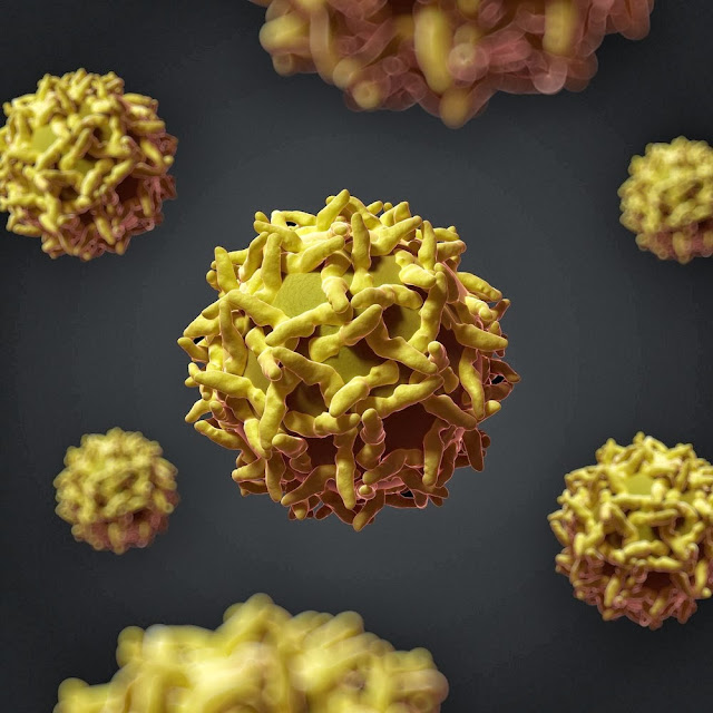 Yellow Fever Virus