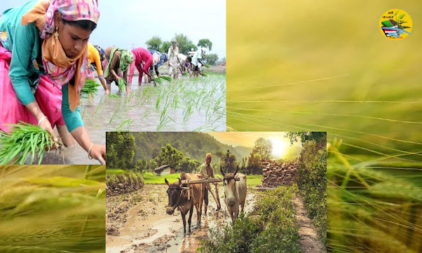 agriculture in india