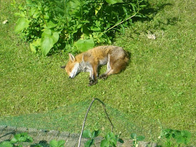 Funny animals of the week - 28 February 2014 (40 pics), a fox sleeping in the yard