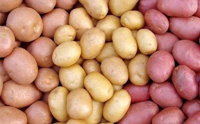 Potato