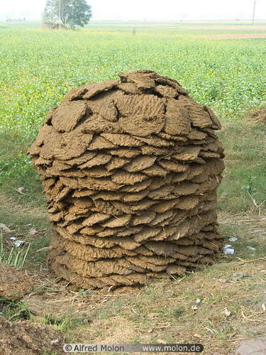 Cow dung images