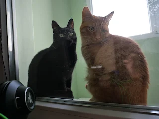 two cats - black and orange