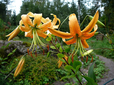 lilja Lilium henryi kukkii