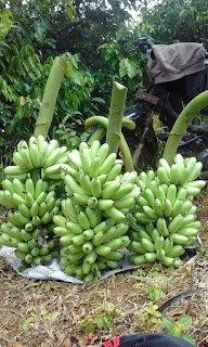 pisang mas kirana