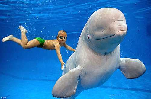 beluga whale. eluga whale pictures. eluga